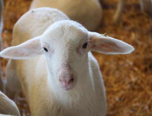Nuevas zonas de protección y vigilancia ante la viruela ovina y caprina